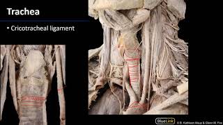 Larynx and Pharynx  Trachea [upl. by Sreip]