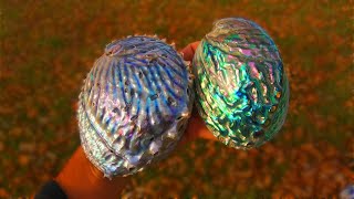 How To Polish Abalone Shells Like a Pro Contour and Level Polishing Paua Pink amp Midas Abalone [upl. by Costin]