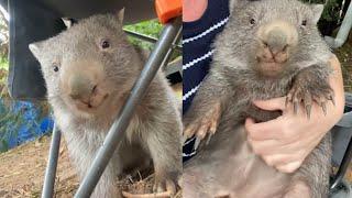 OMG You Wont Believe How Cute These Wombats Are 26 [upl. by Barnebas525]