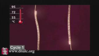 Polymerase Chain Reaction PCR [upl. by Pilar]