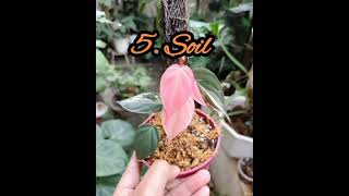 Philodendron Pink Micans VariegatedCare tips [upl. by Bluhm]