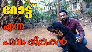 Rottweiler dog l Dog farming kerala l The strong watch dog [upl. by Annavoig]