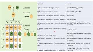 Genetics  Principles of Inheritance [upl. by Arteid649]