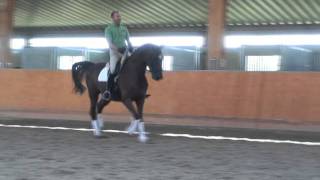 German Warmblood Dressage Horse for Sale [upl. by Nylanna]