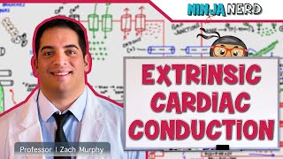 Cardiovascular  Electrophysiology  Extrinsic Cardiac Conduction System [upl. by Jeb547]