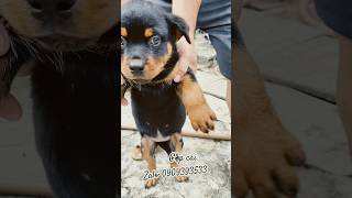 Chó rottweiler con đẹp rottweiler shopee xuhuong shorts 0909393533 [upl. by Drwde574]