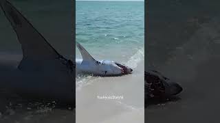 Group helps mako shark back into water [upl. by Chapnick]