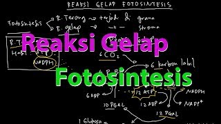 Reaksi Gelap Fotosintesis  Siklus Calvin [upl. by Dnomaj]