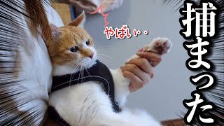 爪切りだと悟った猫｜身も心も健康に！月に一度のメンテナンスDAY [upl. by Accebor]