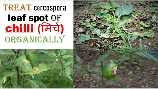 Treat cercospora leaf spot of chilli मिर्च organically [upl. by Kendyl]