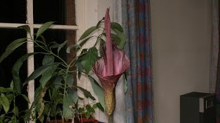 Amorphophallus Konjac Bloom Time Lapse [upl. by Estus]