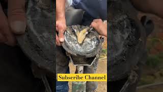 Horse 🐎 Foot Repair cuteanimal animals horse shorts shortsfeed shortvideo [upl. by Annayar]