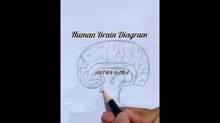 Human brain diagram Drawing howtodraw art viral youtubeshorts [upl. by Aicirtan]