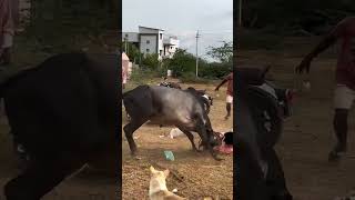 வீரத்தின் அடையாளம் jallikattu bile [upl. by Aikenat]