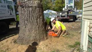 Final cut of large bur oak 66 inch ID Mastermind Husqvarna 3120xp with 50 inch bar [upl. by Arezzini]