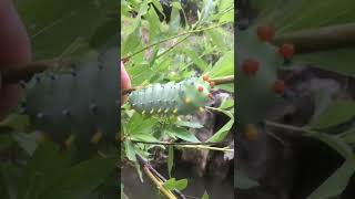 MONSTER Cecropia Moth Caterpillar🐛 [upl. by Ieluuk]