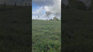 Wallaby Atherton Tablelands Queensland Sept 2024 [upl. by Edyaj420]