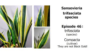 Sansevieria trifasciata Compacta  trifasciata Episode 46 [upl. by Rundgren167]