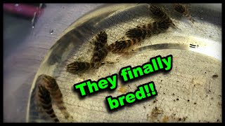 IT FINALLY HAPPENED My Clown Plecos bred [upl. by Don]