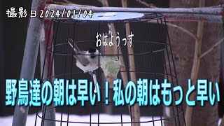 野鳥の朝は早い！がしかし、私の朝はもっと早い シジュウカラ・ゴジュウカラ・ハシブトガラ・スズメ・ヒヨドリ【シニアのお庭野鳥観察】 [upl. by Brahear]