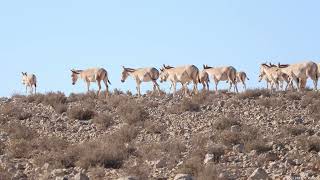 Asiatic wild asses Mitzpe amp Makhtesh Ramon Aug24  Part II פראים מצפה ומכתש רמון  חלק [upl. by Shelby]