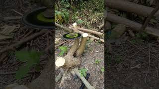 Chain trimmer head for cutting small trees [upl. by Zulema]