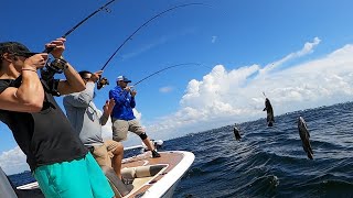 TRIPPLED UP ON TRIPLETAIL Catch Clean and Cook Stone Crab Traps Are Out [upl. by Ennaeirrac]