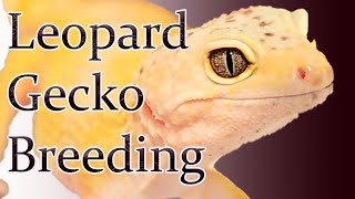 Leopard Gecko Breeding  How To Breed Leopard Geckos In 2020 [upl. by Netram]