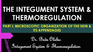 INTEGUMENT SYSTEM PART I  MICROSCOPIC ORGANIZATION OF THE SKIN amp ITS APPENDAGES [upl. by Welles983]