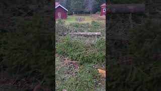 Avrundar huggningen i Ljusdal chainsaw woodworking husqvarna592xpg husqvarna550xpgmark2 [upl. by Estele468]