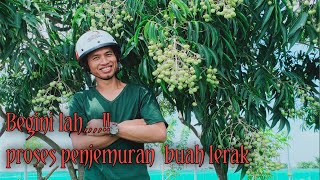 BEGINI LAH PROSES PENJEMURAN BUAH LERAKTHIS IS HOW WE DRIED THE SAPINDUS FRUIT [upl. by Downes30]