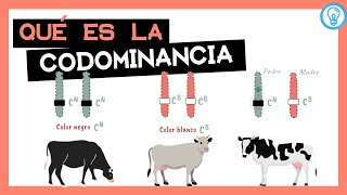 CODOMINANCIA  Definición y ejemplos 🧐 [upl. by Vookles]