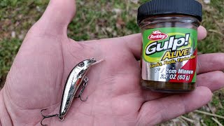 Which Fishing Lure Catches More Fish Gulp Minnow vs Jerkbait [upl. by Malinowski]