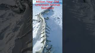 Millions of years old animal skeletons under the ice of Antarctica shortsfeed travel viral [upl. by Mendy]