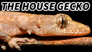 House Gecko Facts the GECKO Near Your HOUSE 🦎 Animal Fact Files [upl. by Jacklyn814]