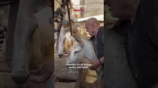 Palestinians feed bread to livestock due to shortage of animal food [upl. by Ephram]