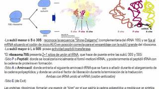 Tema 56 Biosíntesis de proteínas Mecanismo de traducción S2 Traducción Procariota umh1163 [upl. by Vyse813]