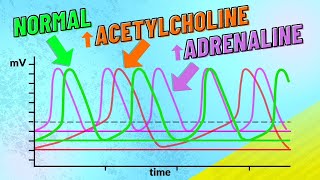 How Adrenaline and Acetylcholine Affect Heart Rate [upl. by Pesvoh52]