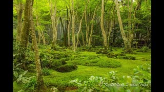 The Magical Moss Garden of the Gioji Temple in Sagano Kyoto [upl. by Aehsel]