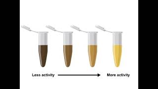 Enzyme Assays and Kinetics [upl. by Willard]