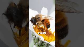 What Bees in Your Dreams REALLY Mean Dream Interpretation 101 [upl. by Viradis]