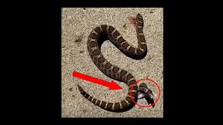 Decapitated snake biting itself  蛇の断頭台、チェ・シ・モルデ [upl. by Kalikow938]