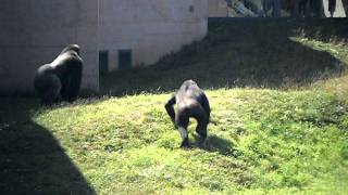 Gorilla Fight at Philadelphia Zoo [upl. by Yramesor942]