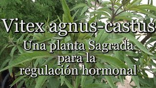 Vitex agnuscastus Una planta Sagrada para la regulación hormonal [upl. by Nail]