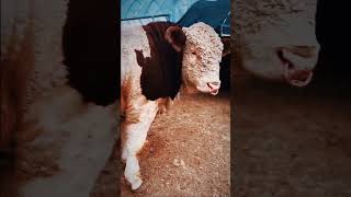 Meet the Hereford Cow A Gentle Giant with Classic Markings [upl. by Rosenkranz]