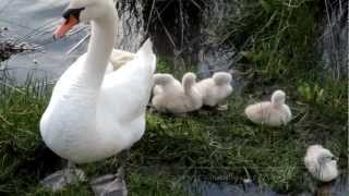 Los cisnes con sus crias en la ria de O Burgo [upl. by Eshman]