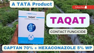 tata Taqat Fungicide  captan 70 HEXACONAZOLE 5 wp  chilli farming [upl. by Atilamrac949]