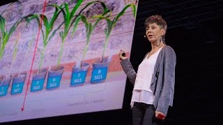 How we can make crops survive without water  Jill Farrant [upl. by Ayoras]