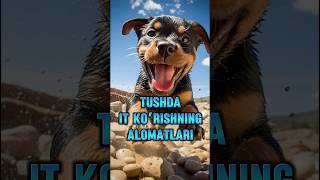 Agarda tushingizda itni ko’rsangiz islamicshorts motivation muslima musilman rek shorts dog [upl. by Tessa911]