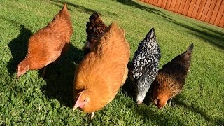 Pastured FreeRange Backyard Chickens Letting them out each morning [upl. by Angelle]